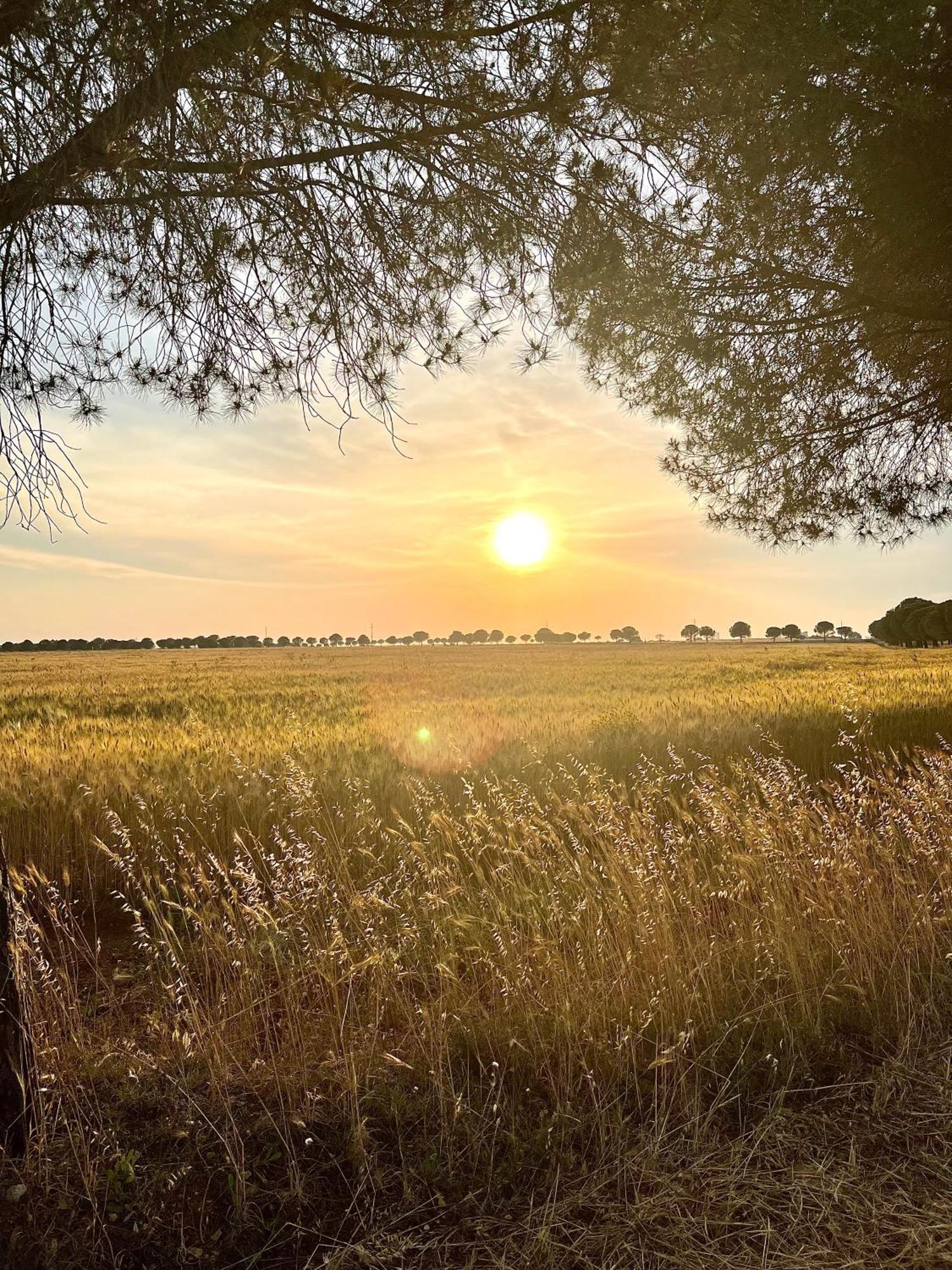 Masseria Casina Montana Corigliano dʼOtranto Kültér fotó