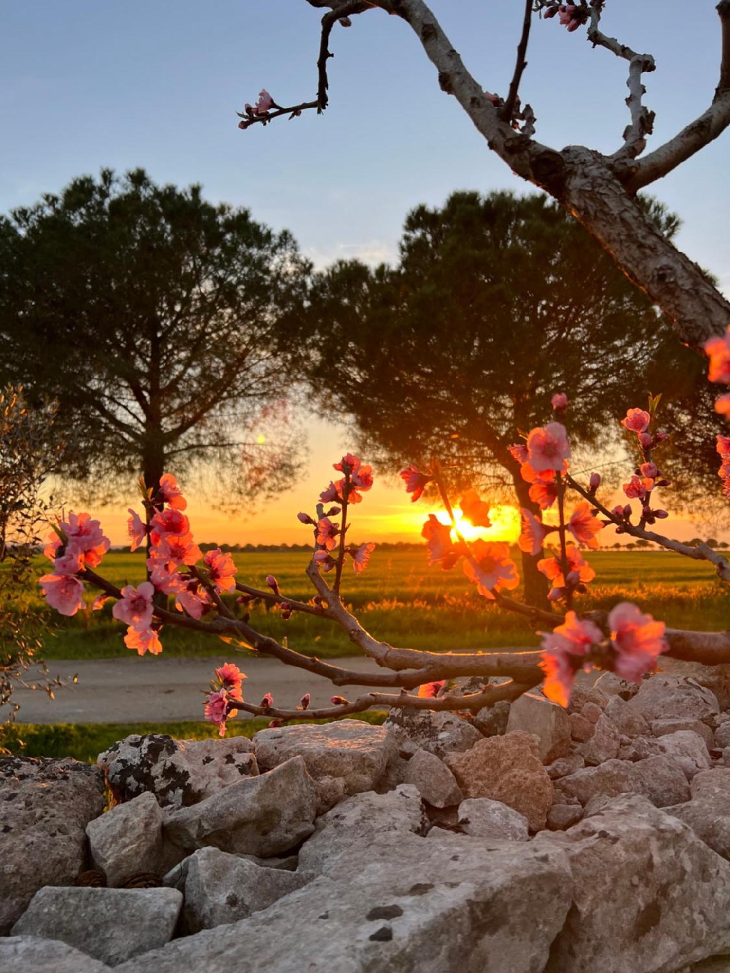 Masseria Casina Montana Corigliano dʼOtranto Kültér fotó